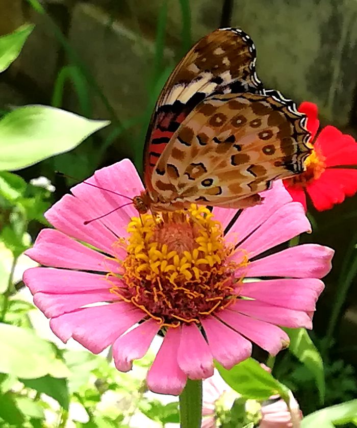 蝶念花