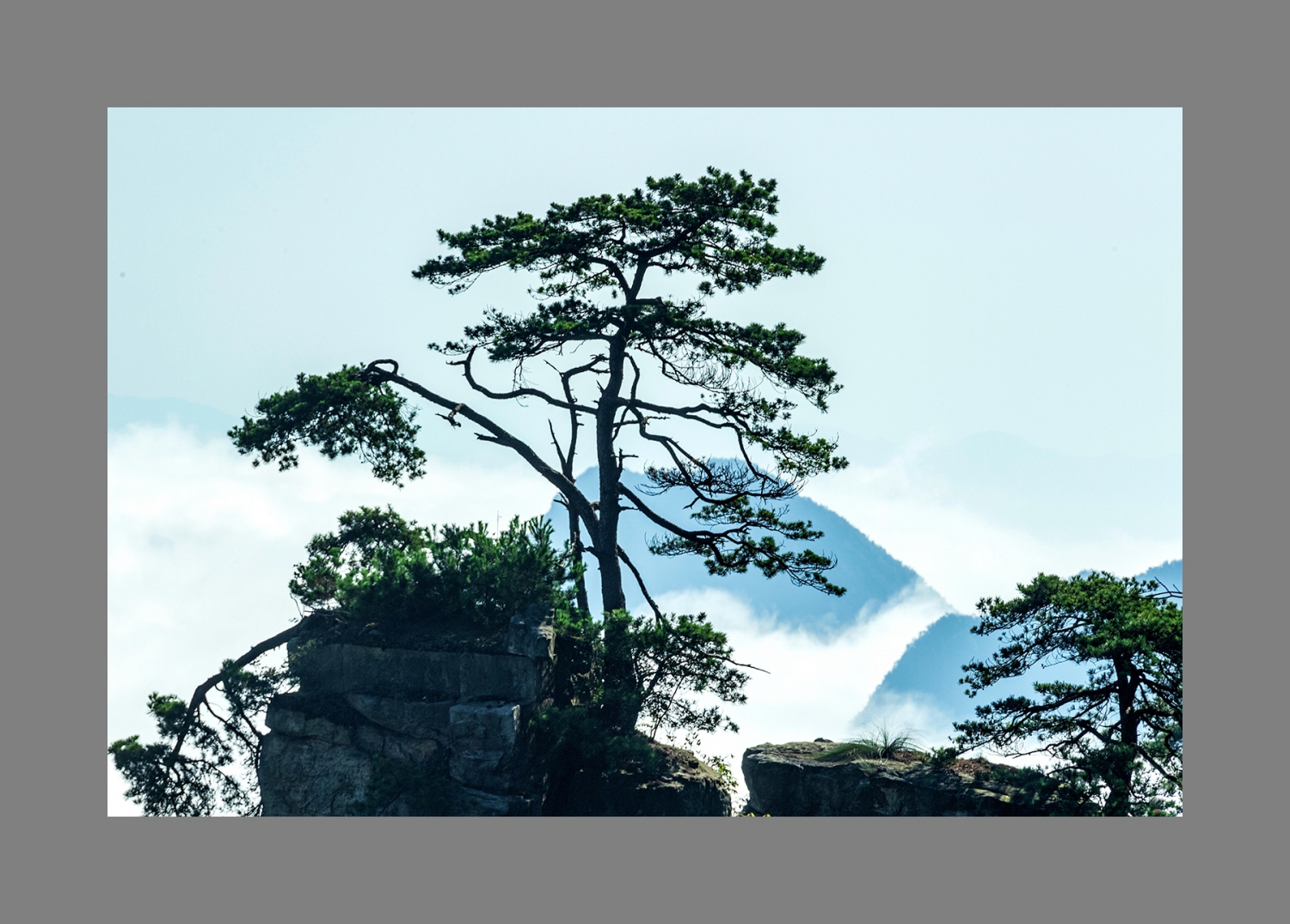 天子山上不老松