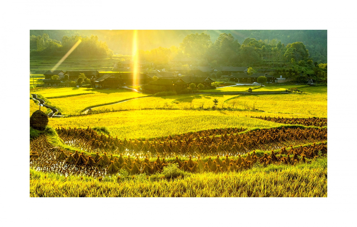 苏木绰好光景