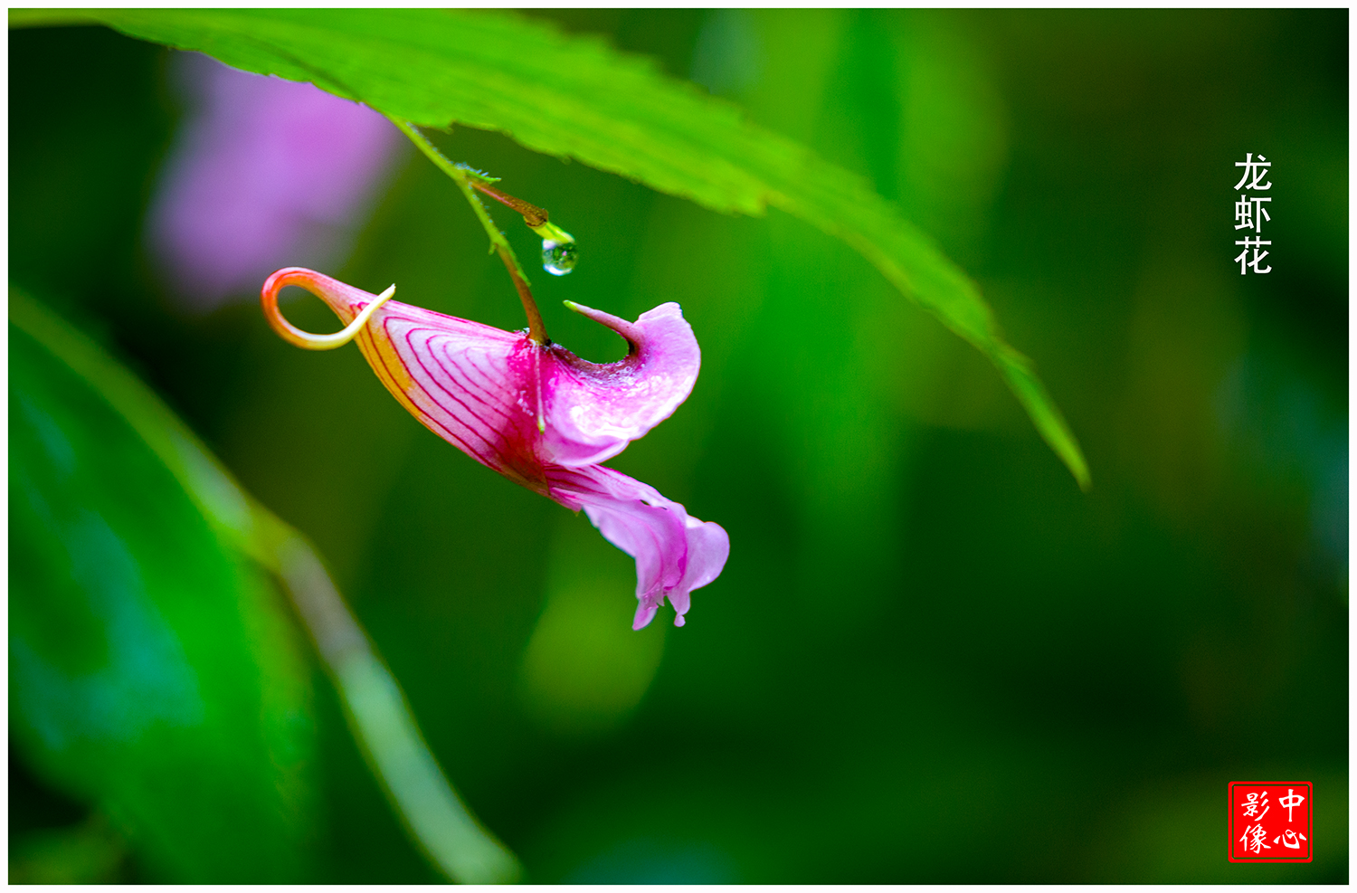 龙虾花